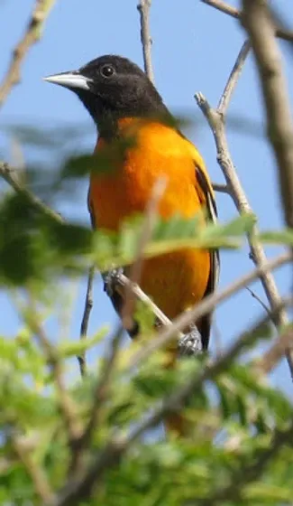 An orange and black bird perched on a tree branch
