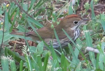 A small brown and white bird is sitting in the grass.