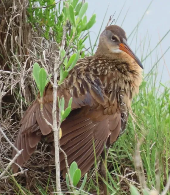 A bird with a long beak is standing in the grass