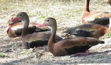 A group of ducks are sitting on the ground.