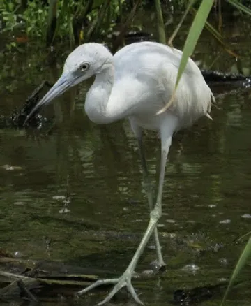 A white bird with a long beak is standing in the water