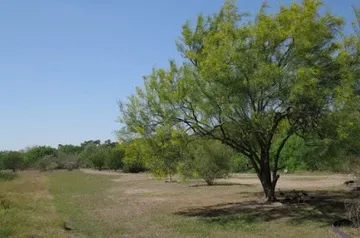 There is a tree in the middle of a field.