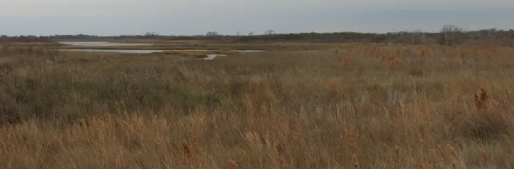 A blurred image of a field of tall grass with trees in the background.