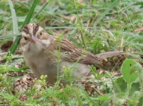 A small bird is sitting in the grass looking at the camera.