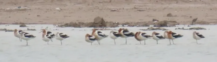 A flock of birds standing on top of a snow covered field.