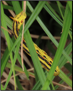 A yellow and black caterpillar is crawling through the grass