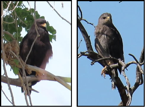 Two pictures of a bird sitting on a tree branch