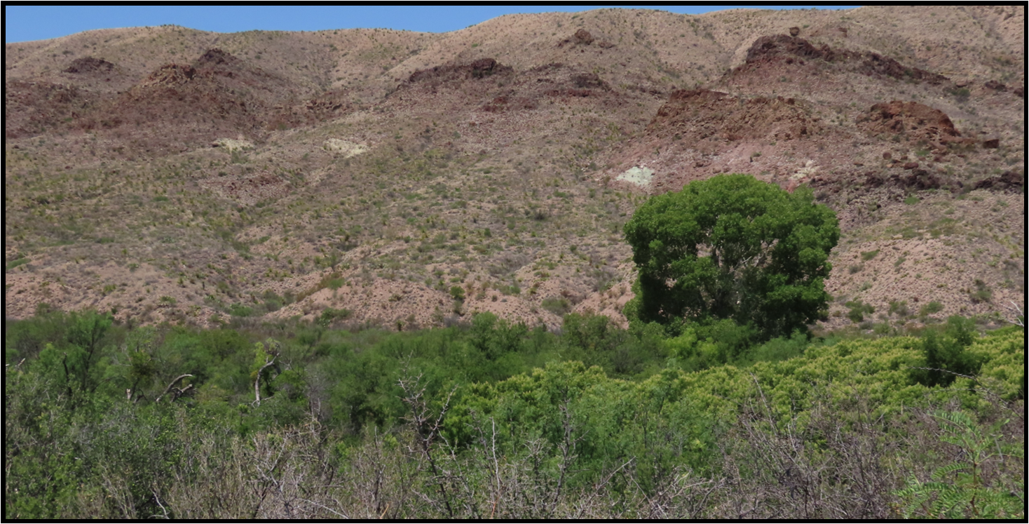 A tree in the middle of a desert with mountains in the background.