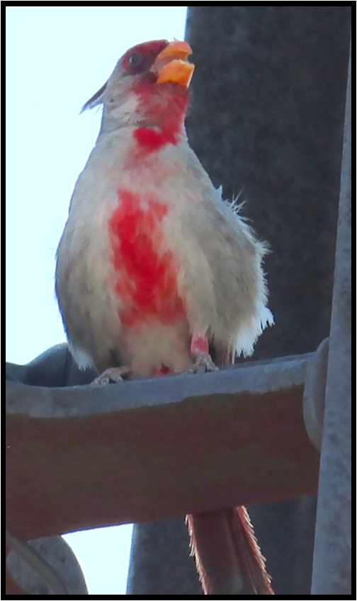 A white and red bird with a yellow beak