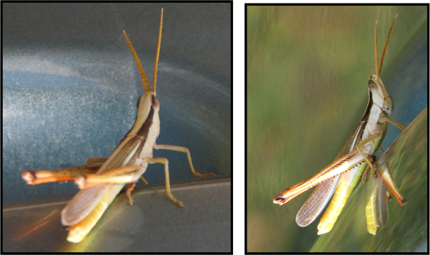 Two pictures of a grasshopper with its wings outstretched