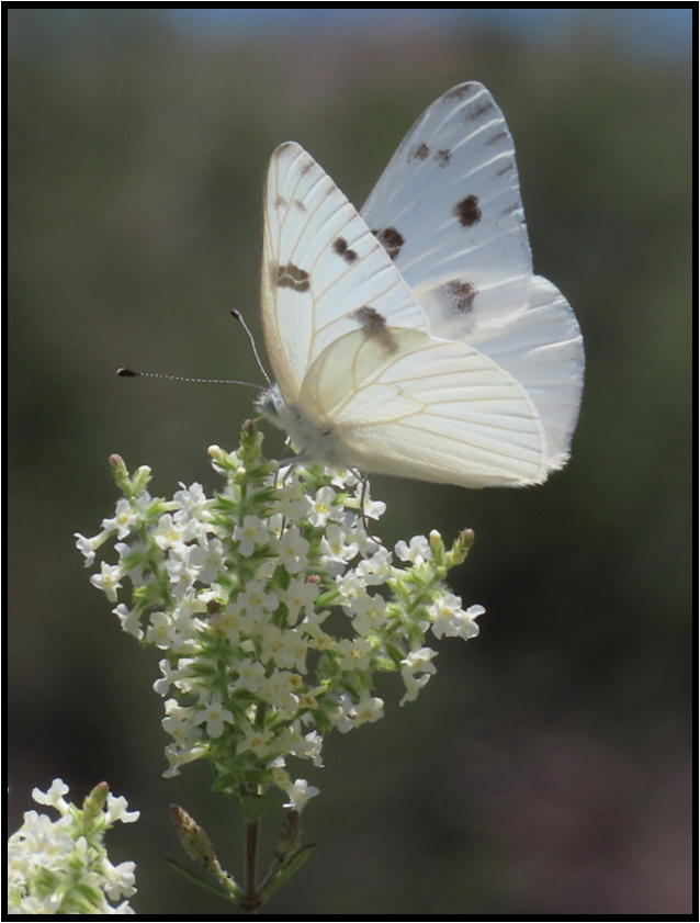 A white butterfly is perched on a white flower