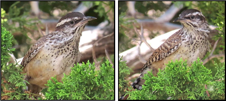 Two pictures of a bird sitting on a tree branch