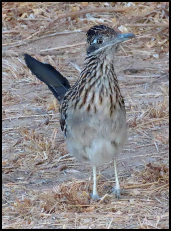 A small bird with a blue beak is standing on the ground.