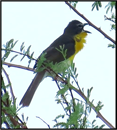 A black and yellow bird perched on a tree branch