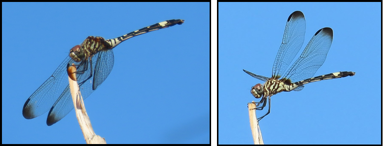 A dragonfly is sitting on a stick in front of a blue sky.