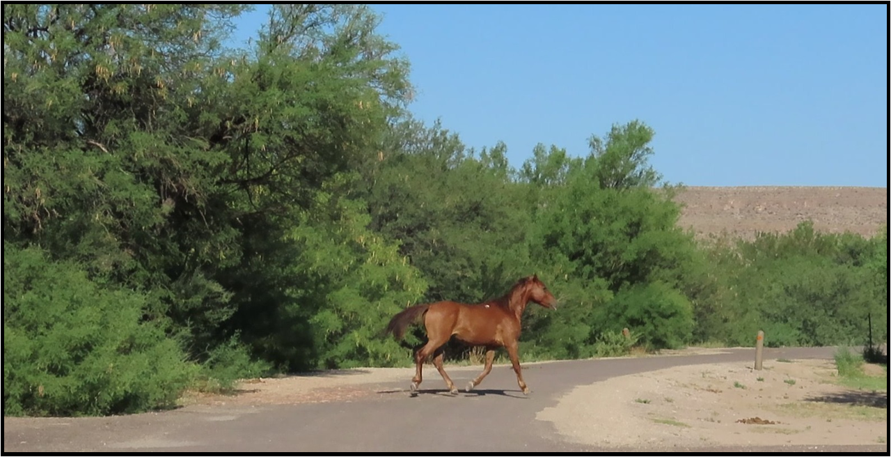 A brown horse is running down a dirt road