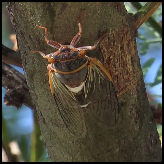 A close up of a cicada on a tree branch
