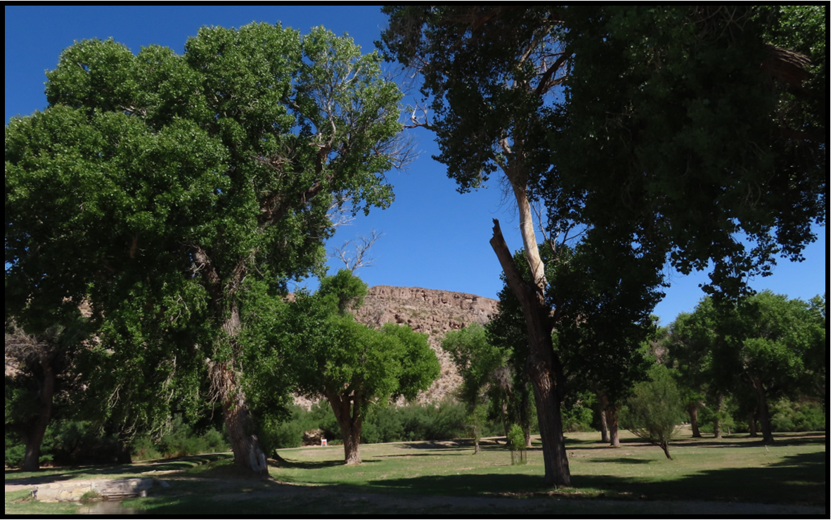 A park with trees and a mountain in the background