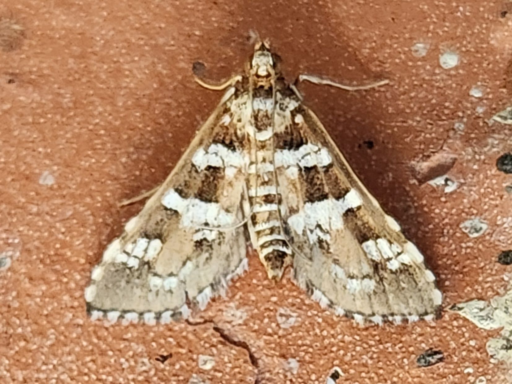 A brown and white moth is sitting on a brick surface