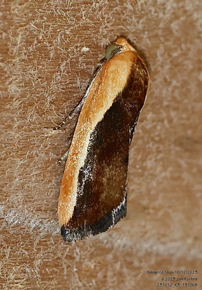A brown and white moth is sitting on a brown surface.