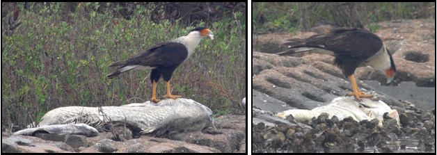 Two pictures of a bird standing on top of a rock.