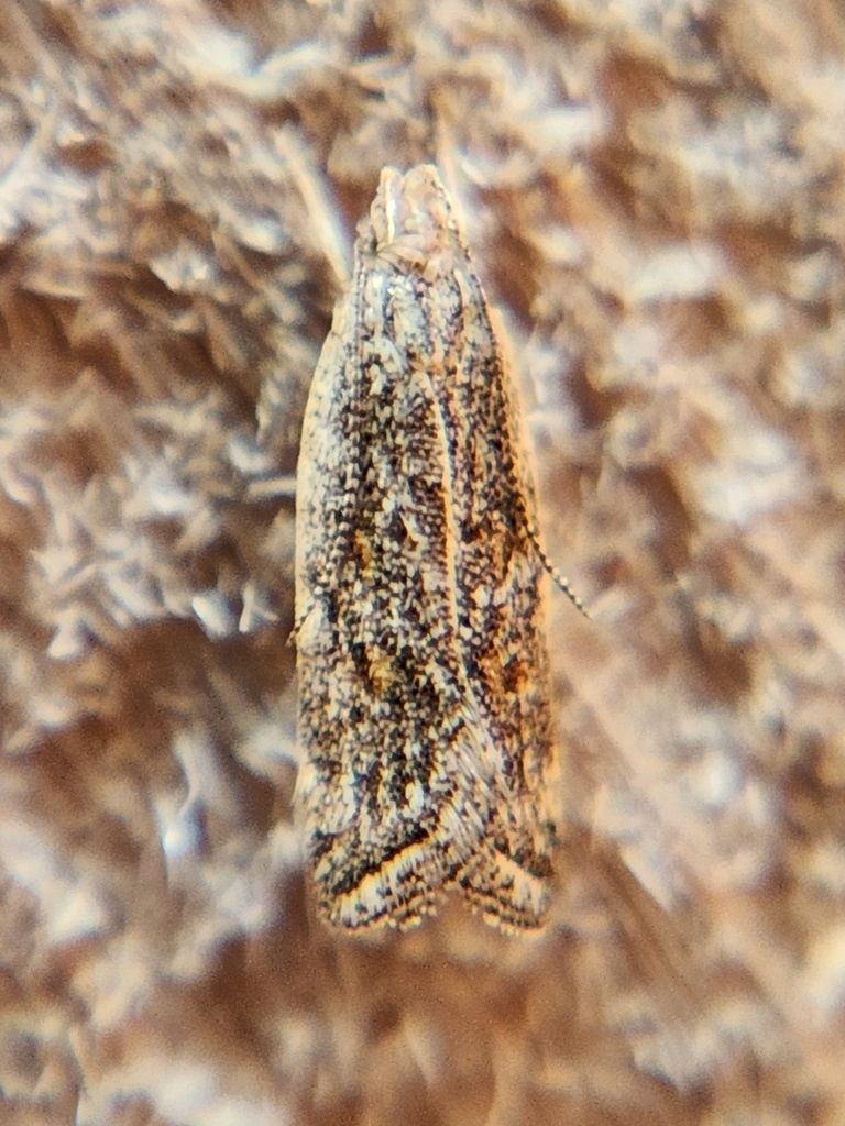 A close up of a moth on a brown surface.