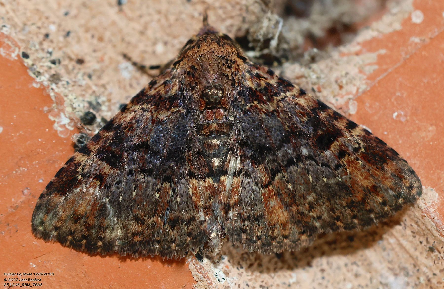 A moth is sitting on a brick wall.