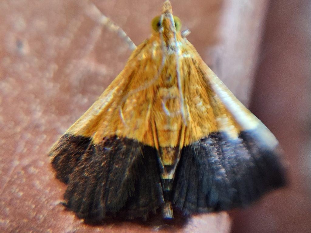 A close up of a moth on a person 's finger