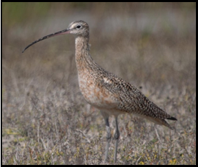 A bird with a long beak is standing in a field.