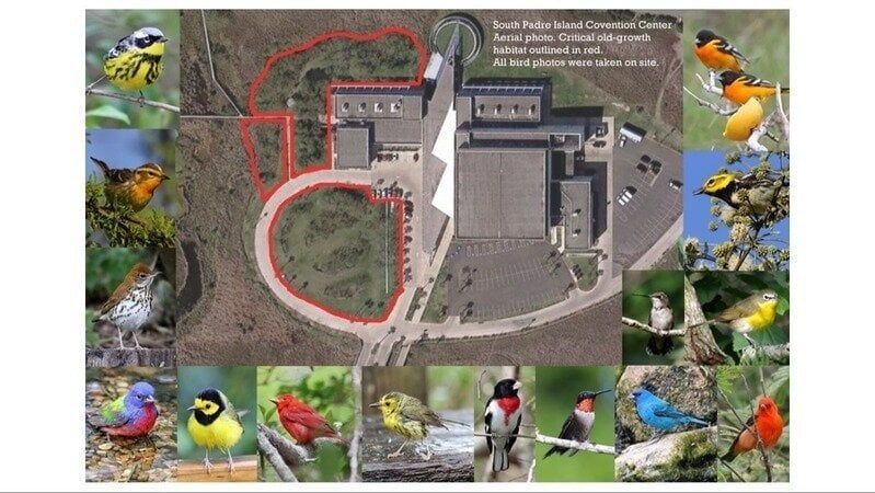 A collage of pictures of birds and a building