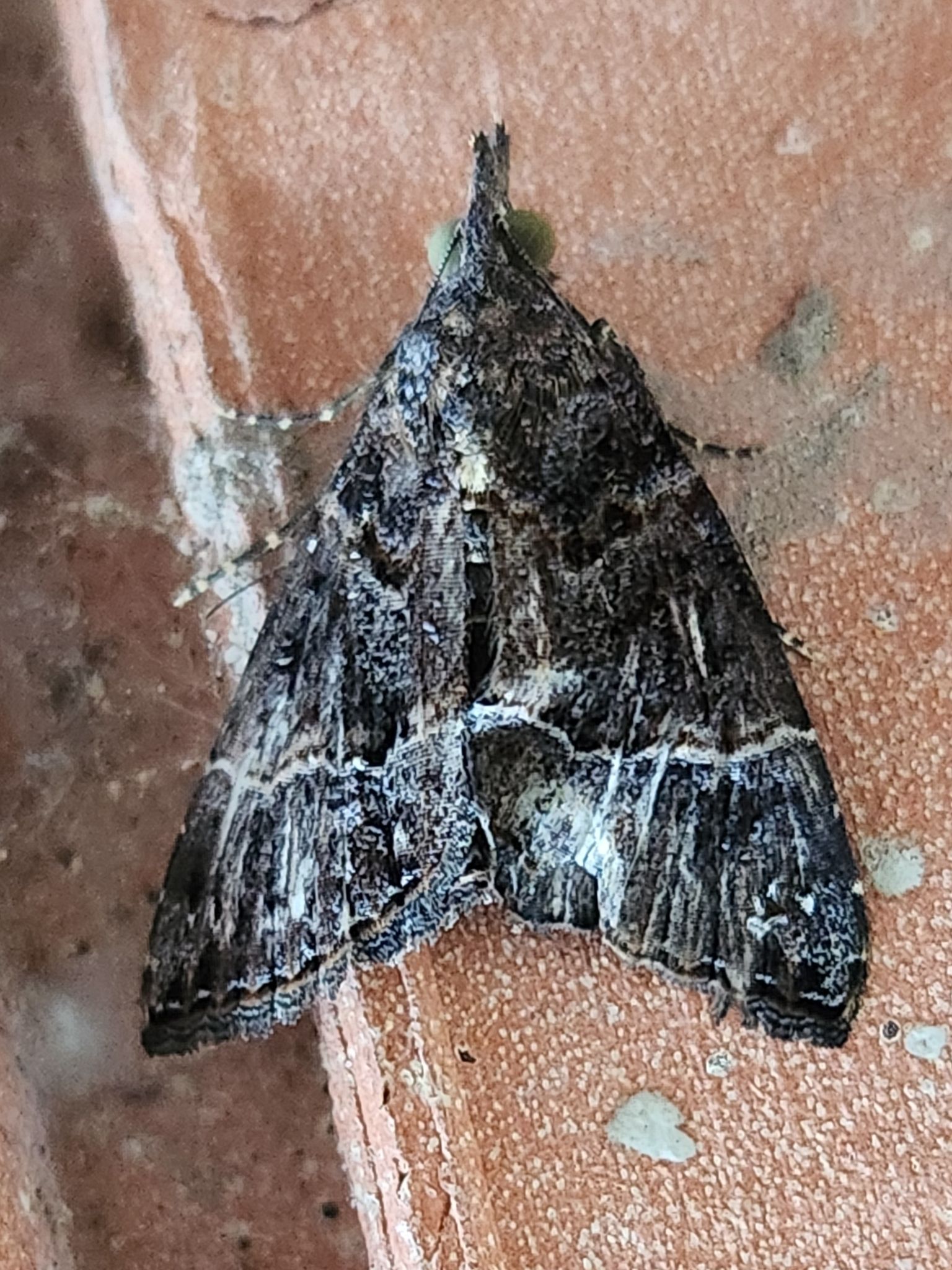 A moth is sitting on a brick wall.