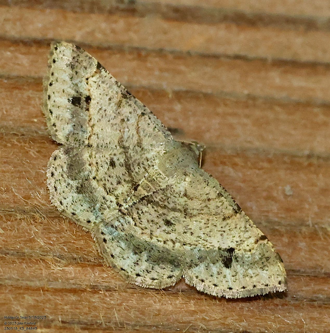 A small moth is sitting on a piece of wood