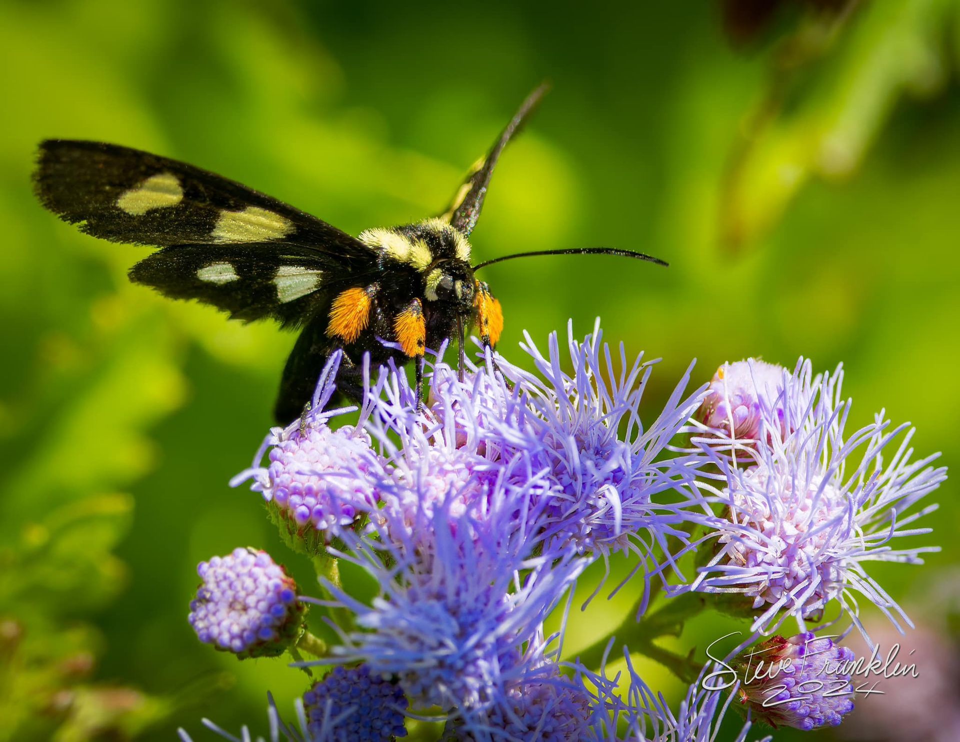 A black and yellow moth is perched on a purple flower
