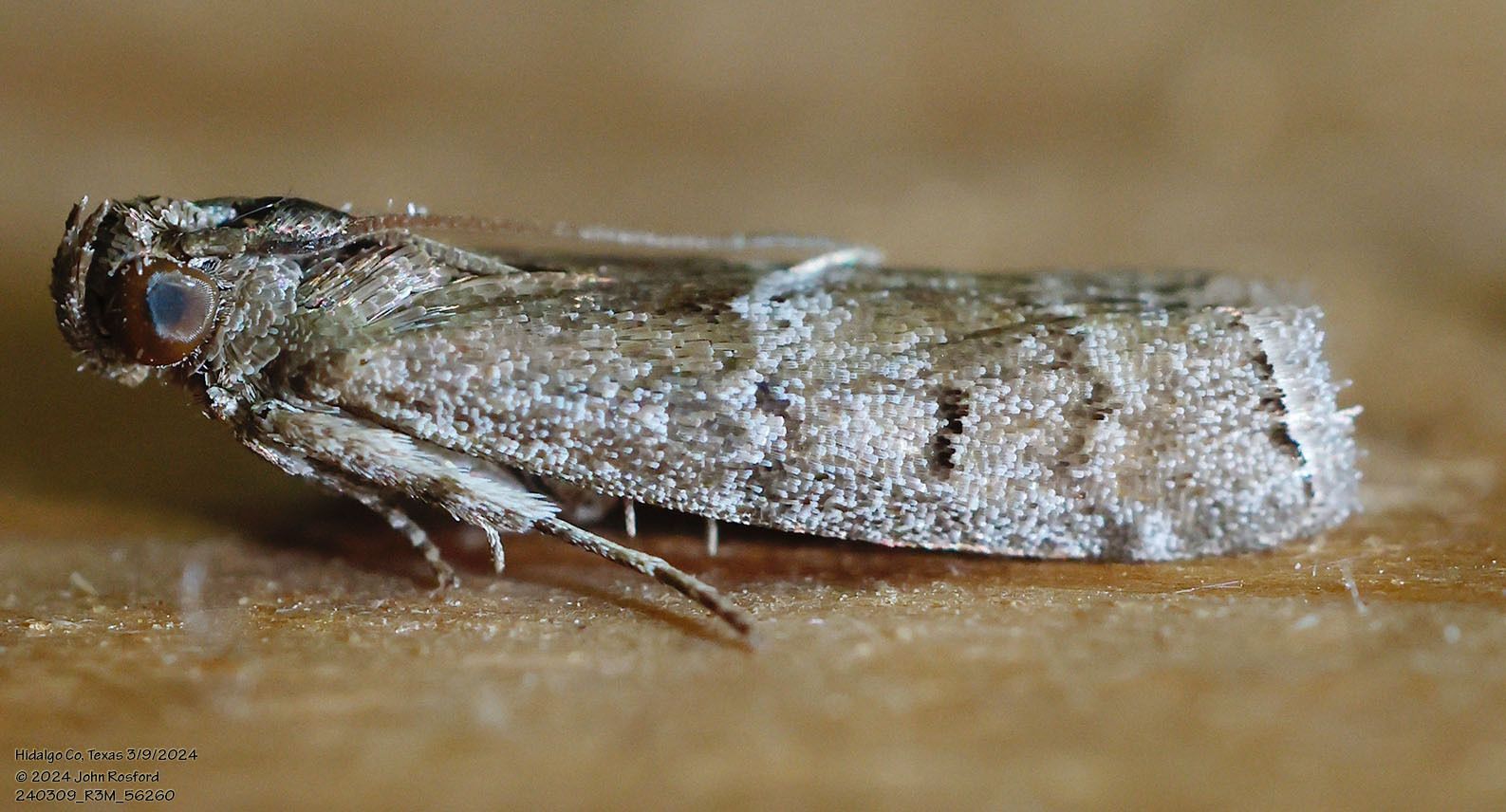 A close up of a moth on a piece of wood.