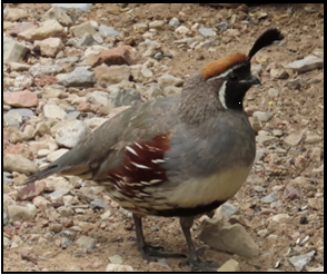 A quail is standing on a pile of rocks