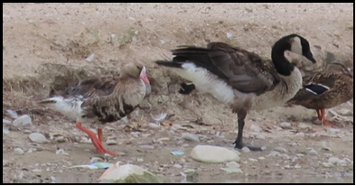 A group of ducks standing on top of a dirt field.