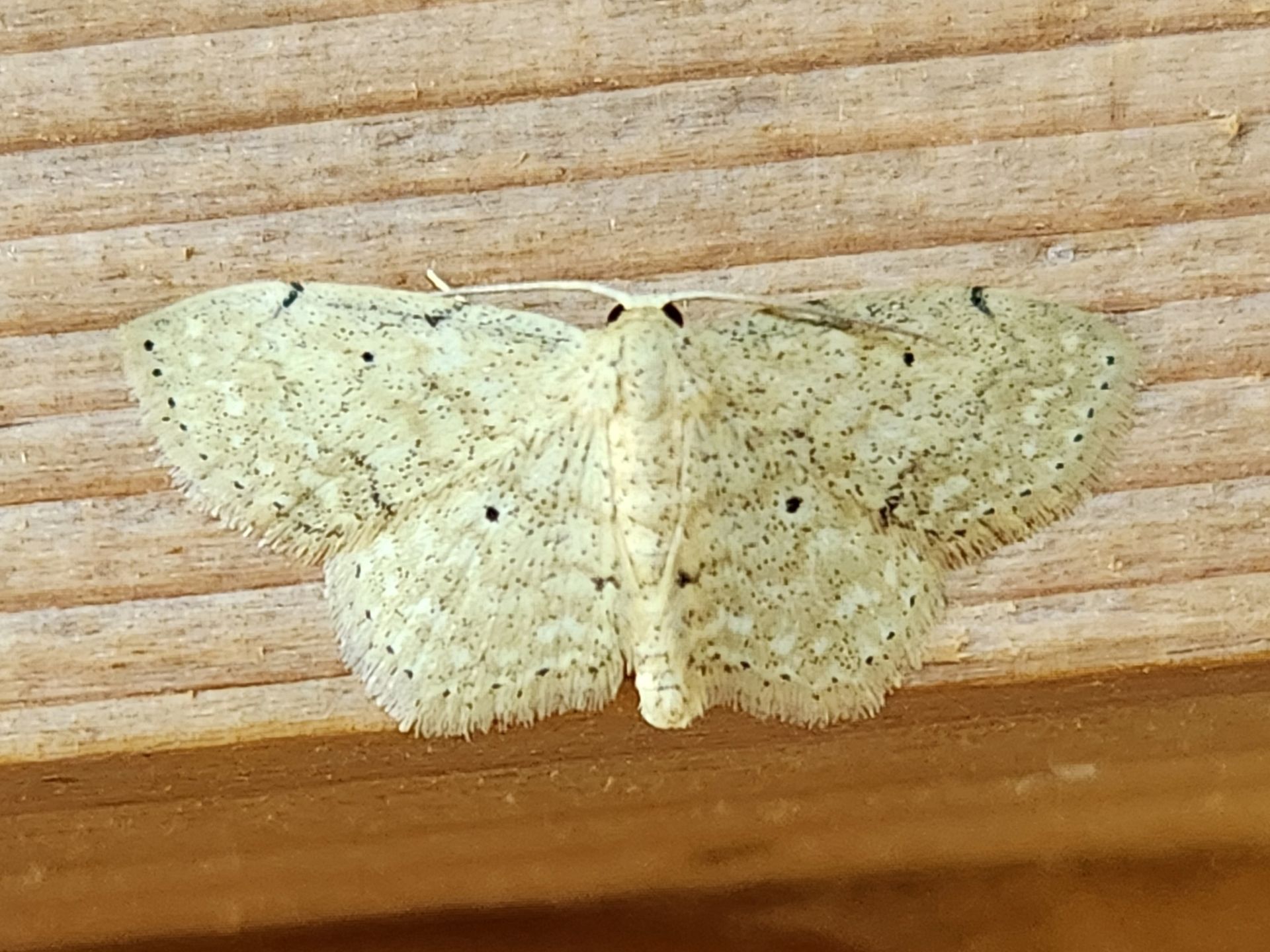 A white moth is sitting on a piece of wood.