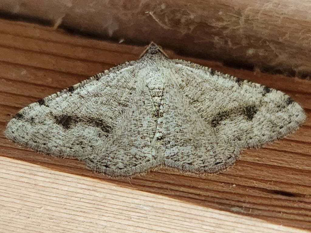A moth is sitting on a piece of wood.