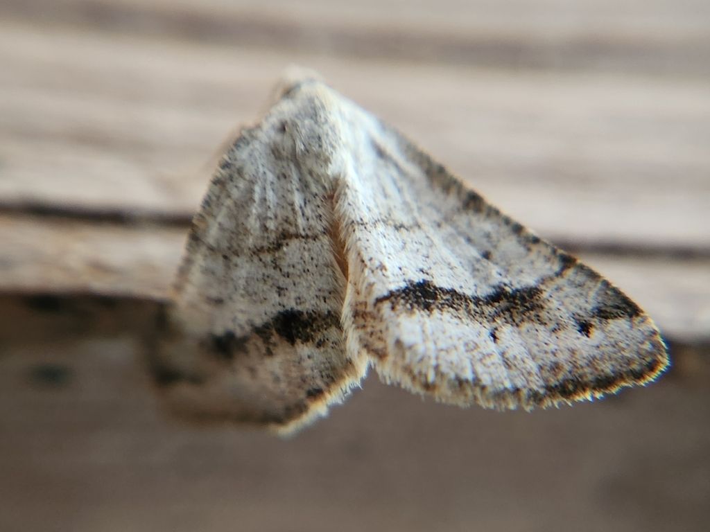 A moth is sitting on a piece of wood.