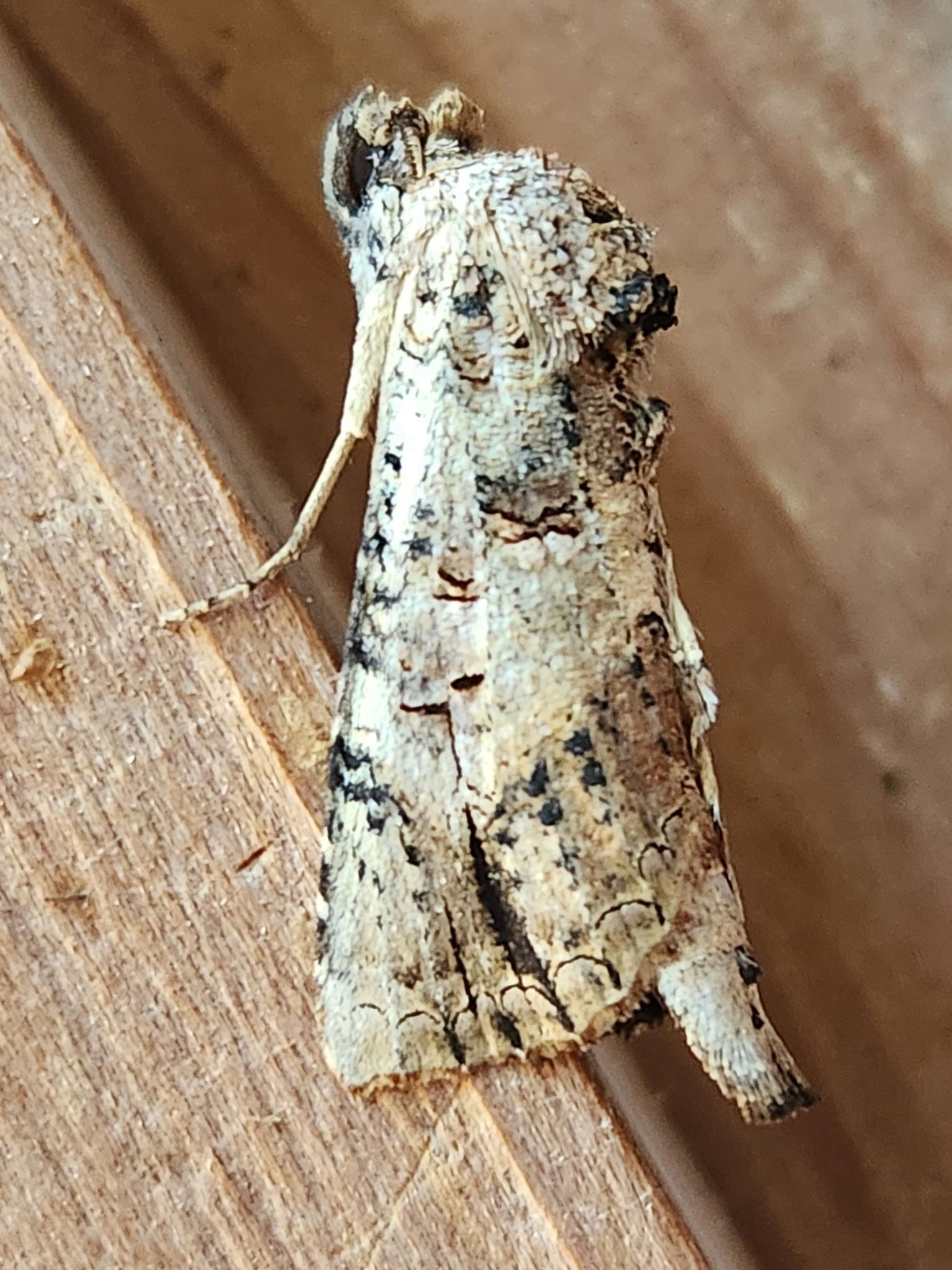 A moth is sitting on a piece of wood.