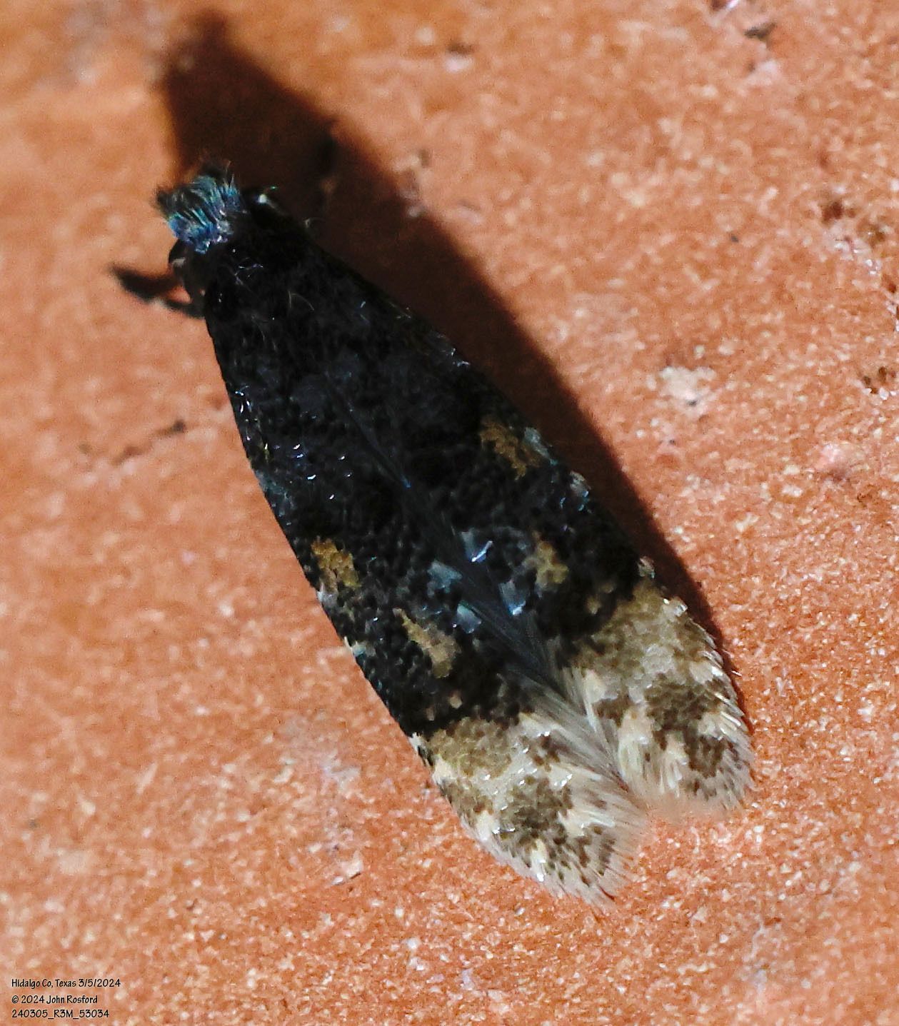 A close up of a moth on a brick surface