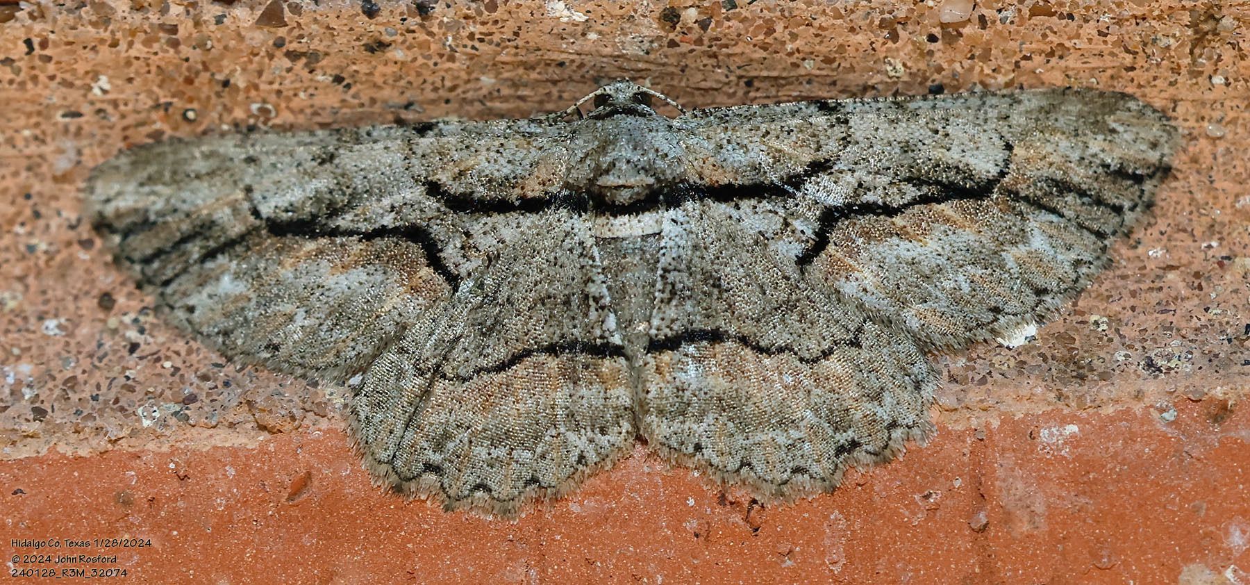 A moth is sitting on a brick wall.