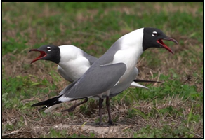 Two birds are standing next to each other in the grass with their beaks open.