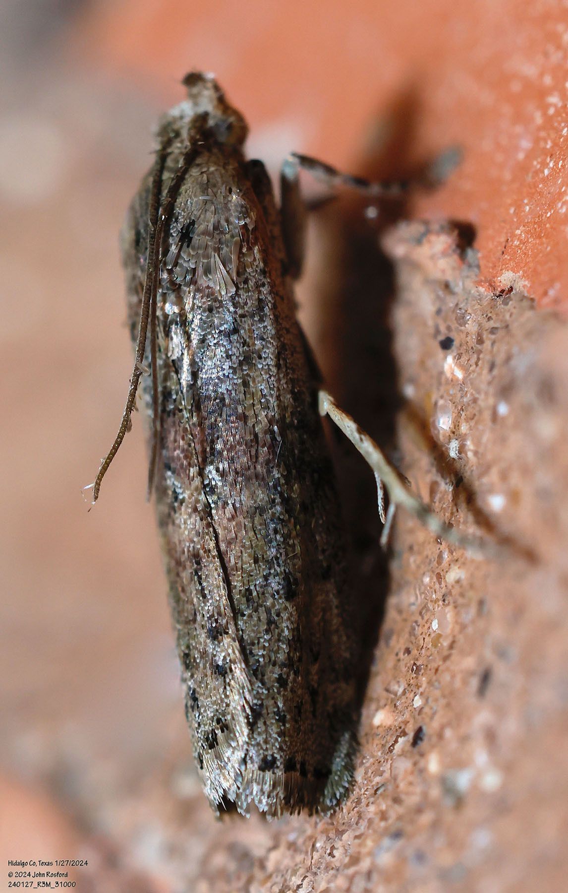 A close up of a moth sitting on a rock.