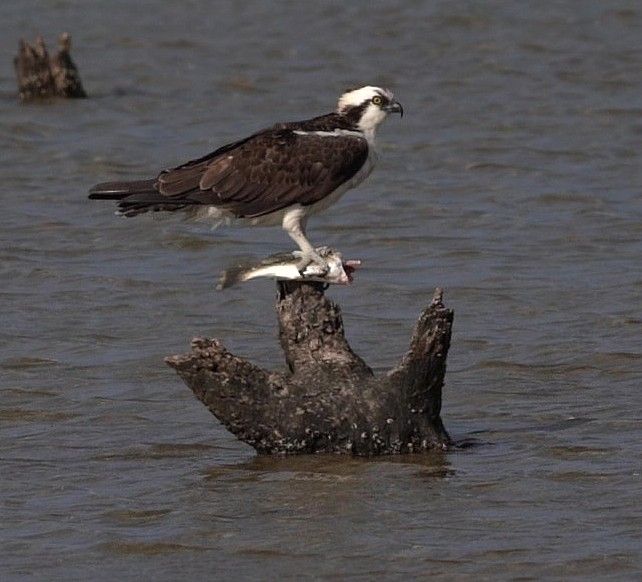 An osprey perched on a tree stump in the water