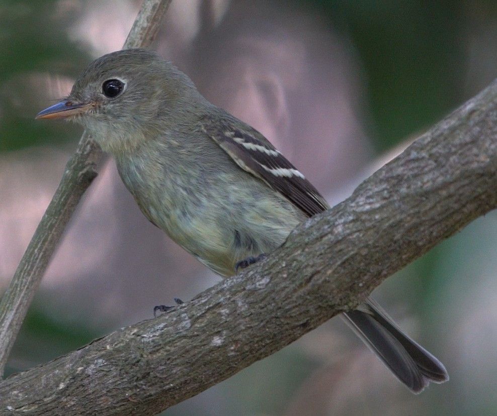 A small bird perched on a tree branch