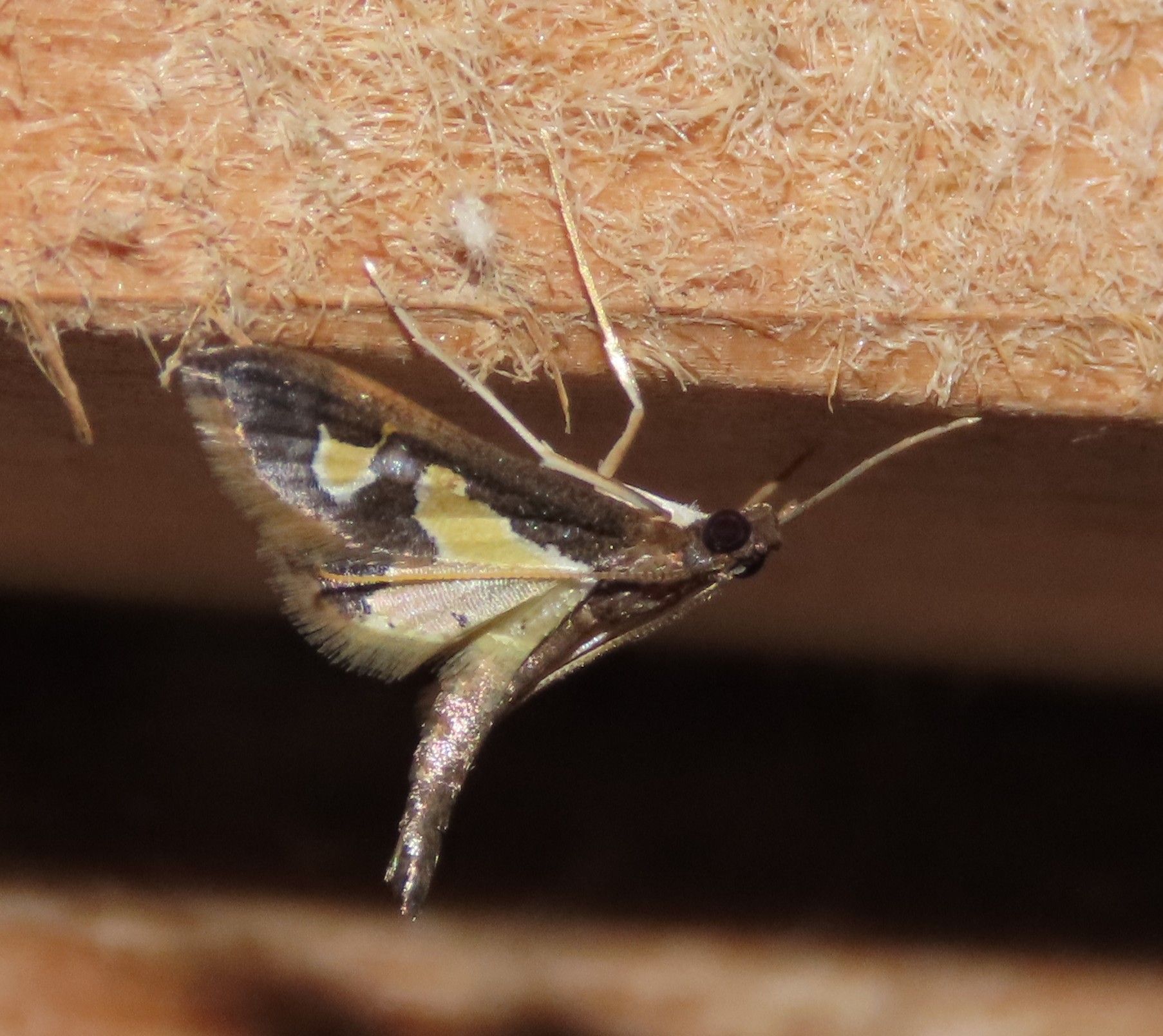 A close up of a moth on a piece of wood