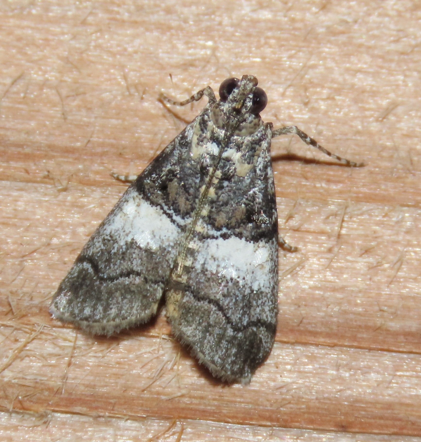 A close up of a moth on a piece of wood