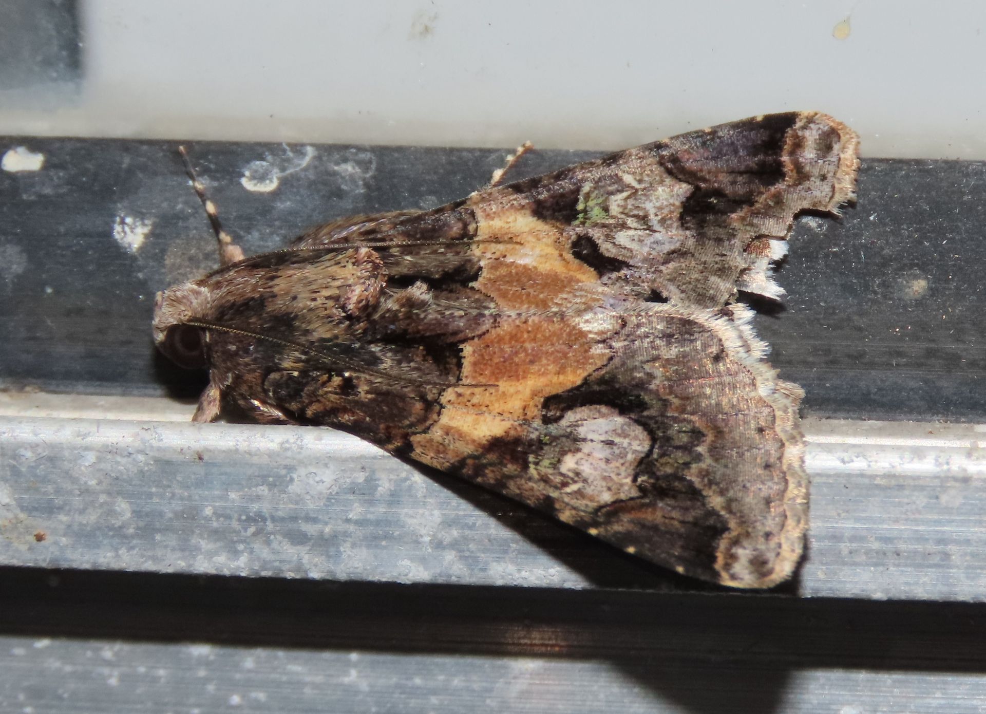 A moth is sitting on a metal railing.