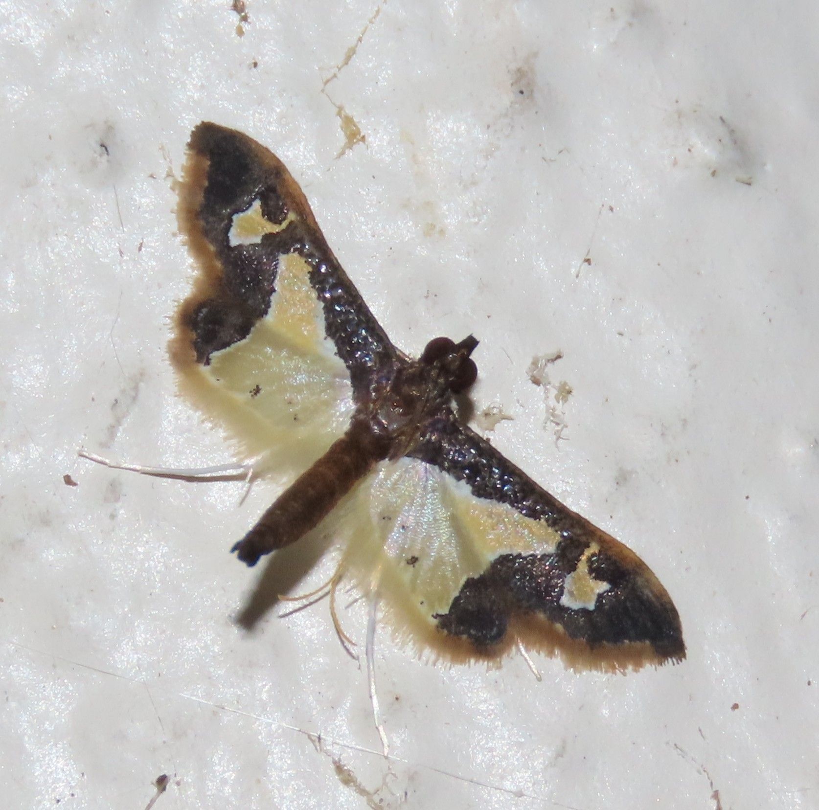 A close up of a moth on a white surface